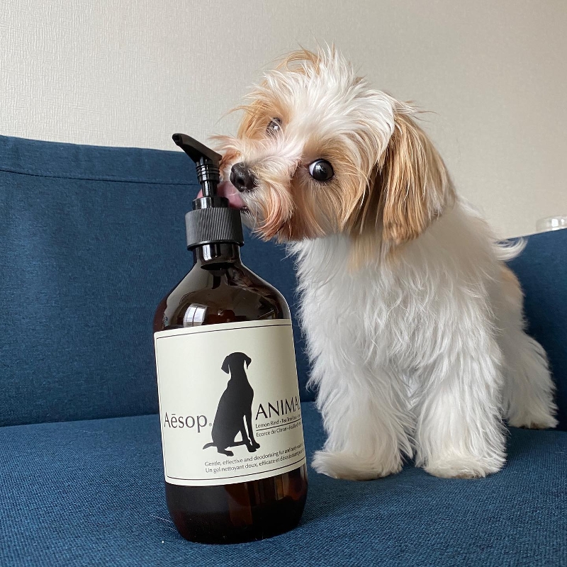 Aesop伊索Animal宠物香波沐浴露清洁无刺激猫狗通用500ml淡香除味