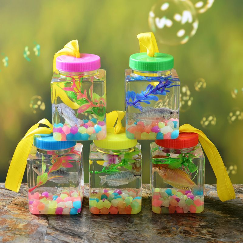 地摊摆摊罐罐鱼瓶金 鱼缸 水母斗鱼缸宠物盒昆虫盒塑料带盖乌龟缸