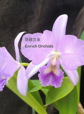 华锐兰业 银奖 蓝色中大多花卡特兰 王牌 Blc.Lois McNeil  'Ace'