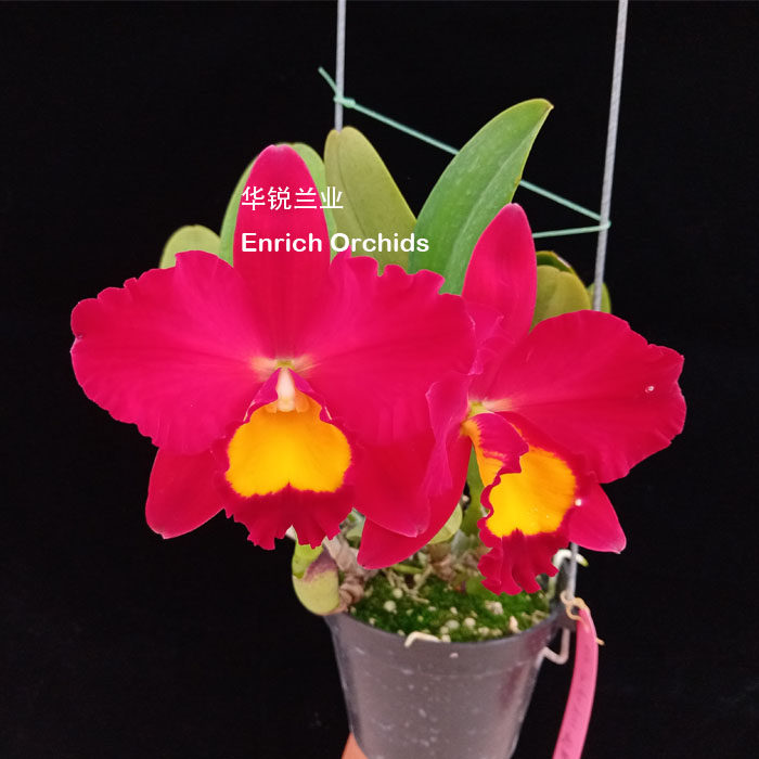 华锐兰业 新品 不定期开 植株小巧 正红多花 卡特兰 红园  Rlc.Sm