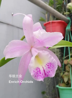 华锐兰业 优雅粉色斑点 中大花卡特兰 仙蒂香水 Rby.Chief Cindy