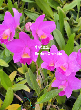 华锐兰业 矮株多花 不定期开 好种 樱花天使 Ctt.Sakura Candy