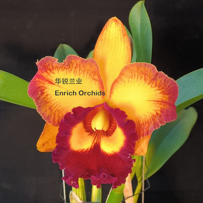 华锐兰业 浓香轮廓边 好种大花卡特兰 威尔森 Rlc.Hsinying Joy '