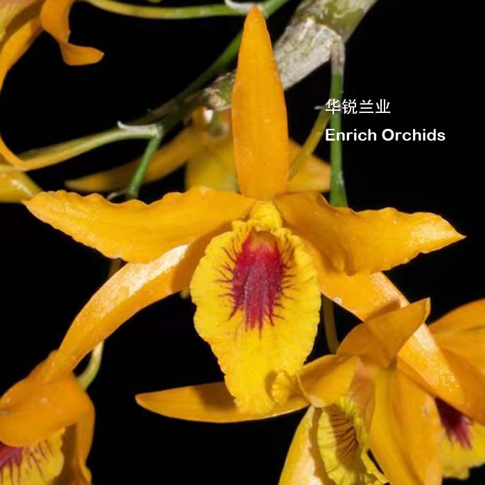 华锐兰业 新品种 原种杂交第一子代 大多花春石斛 日出独角 Den.C