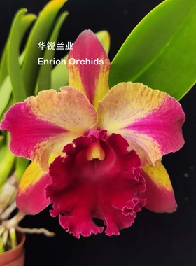 华锐兰业 银奖 经典黄色插角大花卡特兰 星爆 Rlc. Toshie Aoki