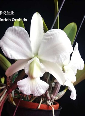 华锐兰业 少见浓香 花序花朵平整  原种亚白色走路人C.walkeriana