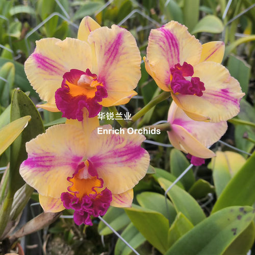 华锐兰业 中多花插角新品卡特兰 茂山富士 Rlc.Mao-Shan Fuji