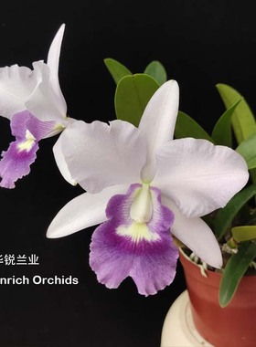 华锐兰业 矮株 蓝色中花卡特兰 真正的皇家紫蓝袍 Ctt.Final Blue