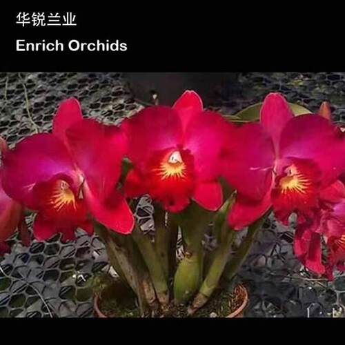 华锐兰业洋兰有花有货一物一拍