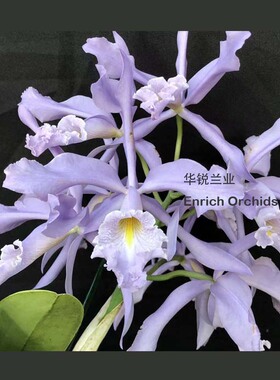 华锐兰业 银奖 一梗8朵 原种 高种蓝色多花卡特 马克西玛 C.maxim