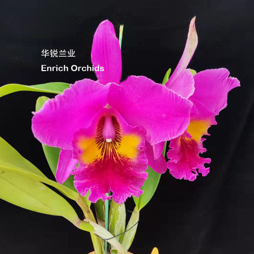 大花卡特兰阳台春艳丽爱开花