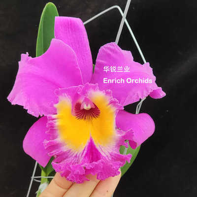 华锐兰业 新品 浓郁甜香 超大花 花直径22CM 卡特兰 胜利者 Rlc.C
