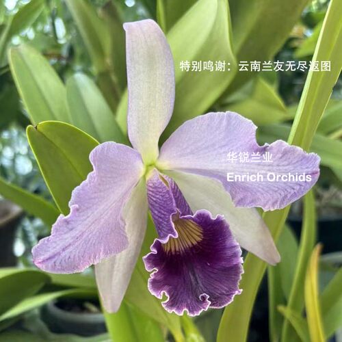 华锐兰业 百年经典 蓝色大花卡特兰 肯哈米安娜 中苗  Lc.Canhami