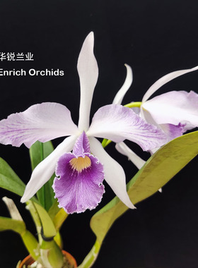 华锐兰业 成熟植株分株 百年经典蓝色大花卡特兰 蔚蓝天空 C.Canh