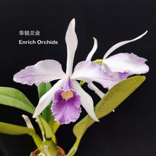 华锐兰业 成熟植株分株 百年经典蓝色大花卡特兰 蔚蓝天空 C.Canh