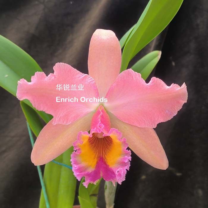 华锐兰业 银奖 网红橘粉特殊花色 成熟植株 大花卡特兰 乔治国王,鲜花速递/花卉仿真/绿植园艺,国兰/杂交兰/洋兰类,淘宝优惠券,粉丝福利购,淘宝优惠卷