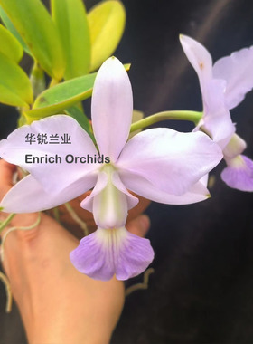 华锐兰业 原种卡特兰 蓝色走路人 蓝月亮 C. walkeriana coerulea