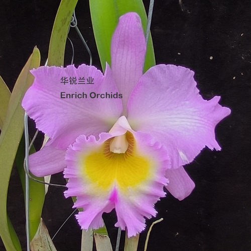 华锐兰业 银奖 优异奖 经典粉色 超大花 卡特兰 格蕾德 Rlc.Mount