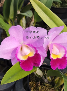 华锐兰业 清香多花卡特兰 小茉莉 C.Chialin Pappe Pig