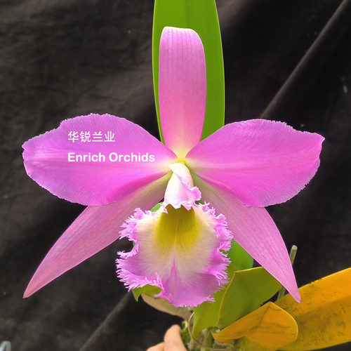 华锐兰业 清香流苏 紫红大花卡特兰 红毛猪 Rlc.King Harold ‘Re