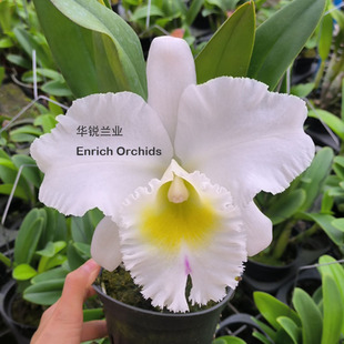 华锐兰业 银奖 经典大白花黄心 卡特兰 田园风光 纯真 C.Pastoral