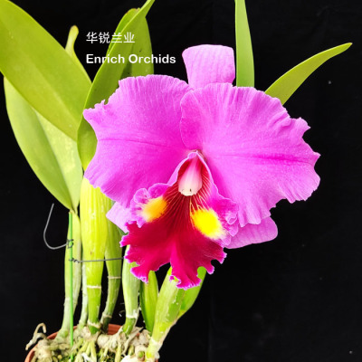 华锐兰业 粉紫色插角大花卡特兰 永远梦想 Rlc.Always Dream