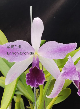 华锐兰业 银奖 百年经典 蓝色大花卡特兰 皇家烈焰 Lc.Mary Eliza