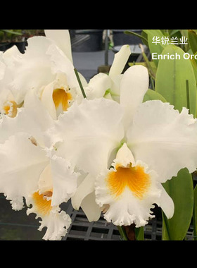 华锐兰业 经典大白花卡特兰 鹰眼全胜Rlc.Taida Eagle Eye