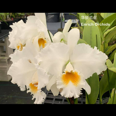 华锐兰业 经典大白花卡特兰 鹰眼全胜Rlc.Taida Eagle Eye