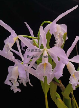 华锐兰业 银奖 一梗8朵 原种 高种蓝色多花卡特 马克西玛 C.maxim