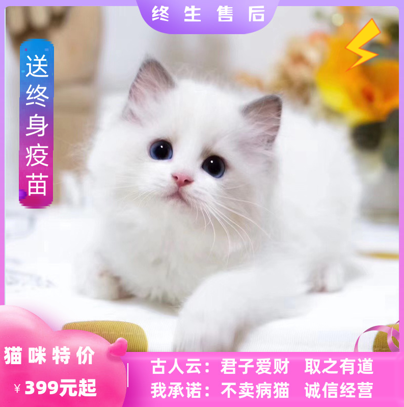 布偶猫活体幼猫宠物猫英短蓝白蓝猫矮脚猫金渐层布偶猫咪