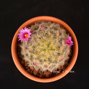 乳突属实生嘉文丸仙人球软毛不扎手开花漂亮好养活阳台桌面小盆栽