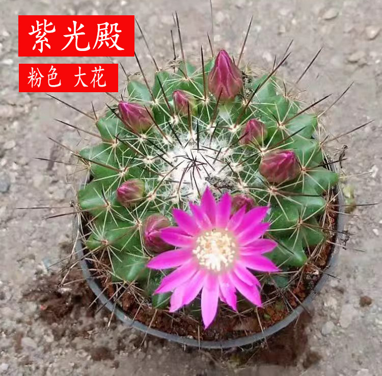 实生紫光殿仙人球稀有防辐射强刺粉花大花球桌面盆栽勤花品种好养