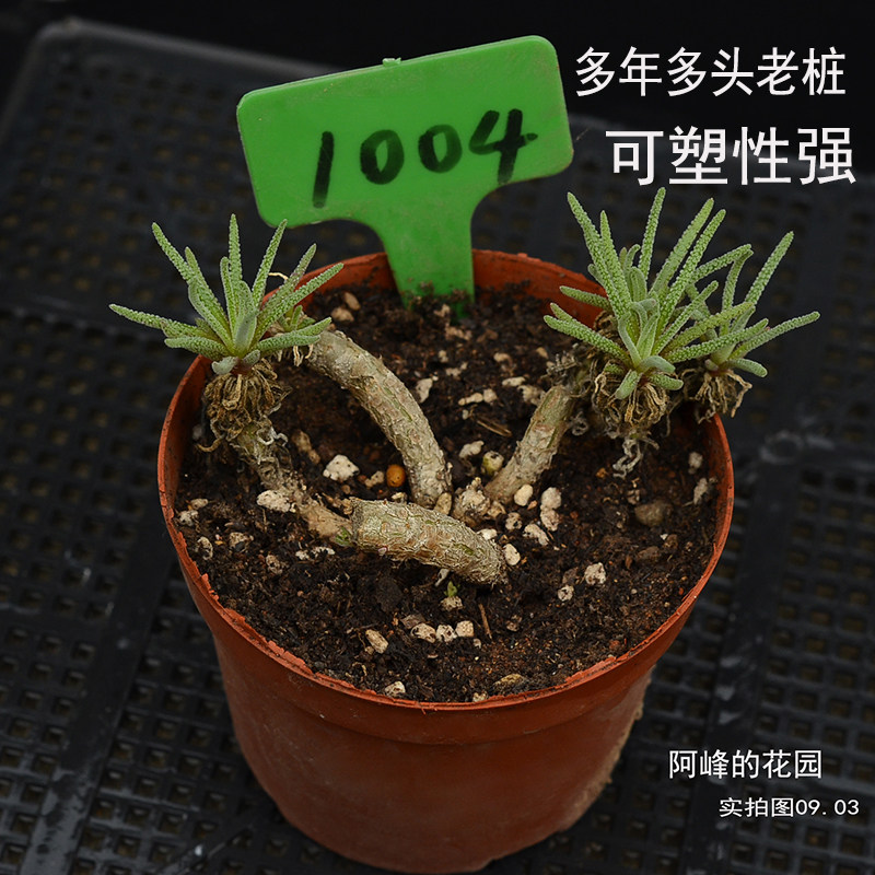 稀有异形多头天赐块根老桩新品