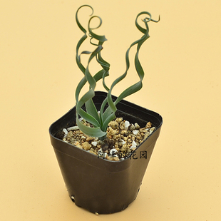 稀有A属贵妃宽叶弹簧草卷发鳞茎块根热带盆栽室内桌面阳台有趣味o