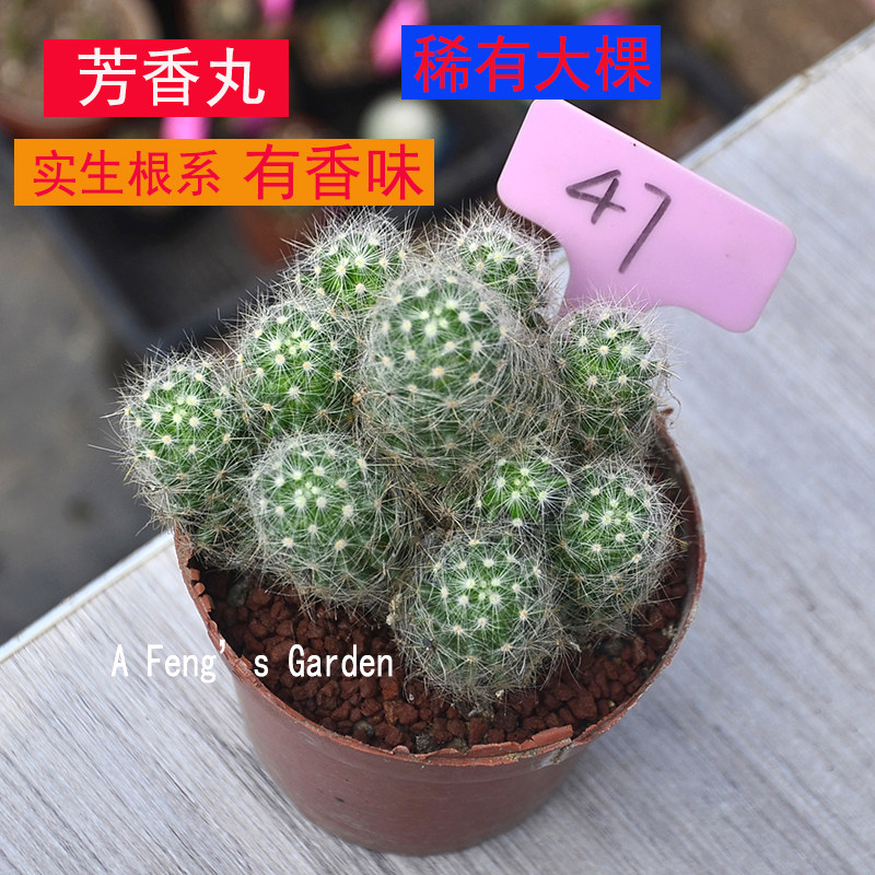 芳香丸仙人球群生开花有香味带乳突属仙人球桌面盆栽阳台庭院软毛