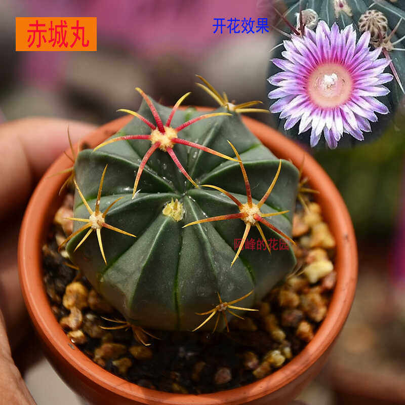 实生开花红刺赤城仙人球掌多肉植物日出办公室内桌面防辐射小盆栽