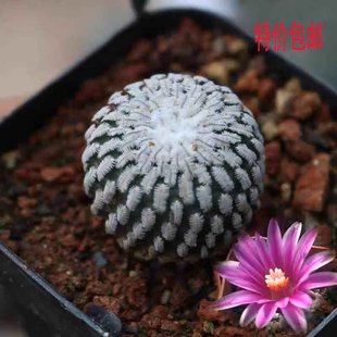 稀有精品一物一拍精巧殿仙人球桌面小盆栽开花超级美 白色羽毛刺