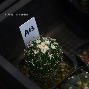 稀有品种实生根系宽刺割刺短豪刺太刀岚多棱玉属仙人球桌面有趣味