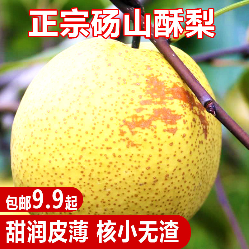 新鲜当季现货梨子10斤水果梨整箱包邮香雪梨5应季安徽砀山梨酥梨
