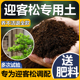 迎客松专用土盆景专用土家庭园艺营养土酸性土壤室内盆栽植物土壤