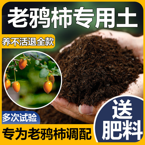 老鸦柿专用土老鸦柿专用土