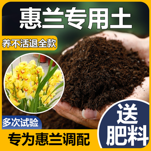 惠兰专用土惠兰花专用土酸性沙质大花惠兰专用土惠兰专用营养土