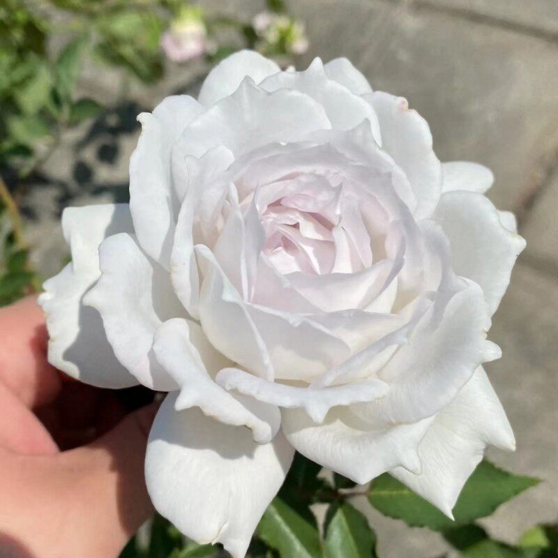 加百列大天使 月季玫瑰多季紫白复色浓香灌木/切花月季