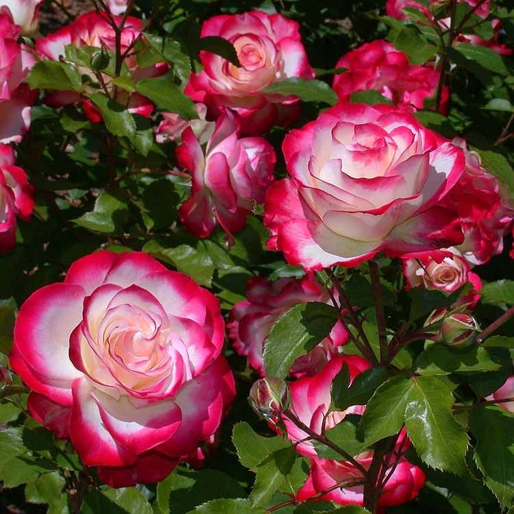 摩纳哥公爵月季 大花灌木复色变色丰花欧月多季节重复盛开扦插苗