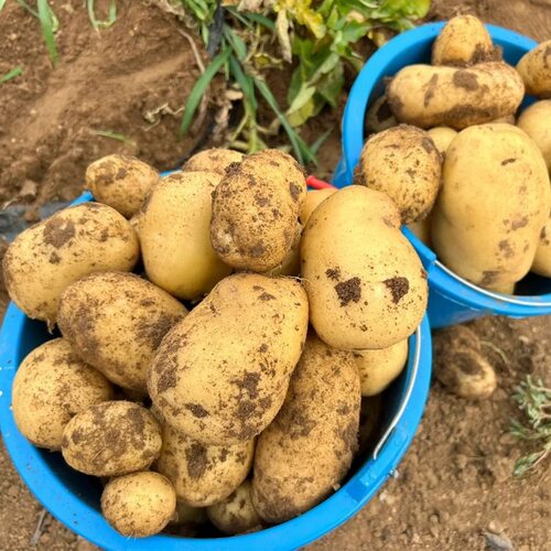 新鲜大土豆新鲜现挖黄皮黄心马铃薯农家种植大个土豆大洋芋大土豆