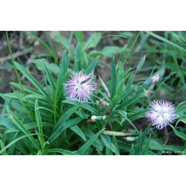 原装Sanct圣约翰草茶dm bio有机凉茶柠檬草柠檬香蜜草茶放松解压图片