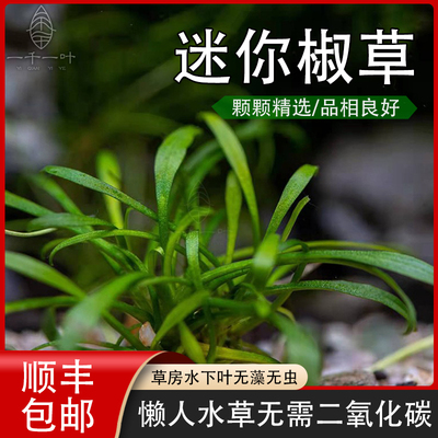 前景草懒人草新手草无需二氧化碳