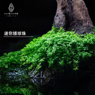 前景草鱼缸植物迷你矮珍珠趴地爬地珍珠水下叶汤匙萍矮种草草坪景