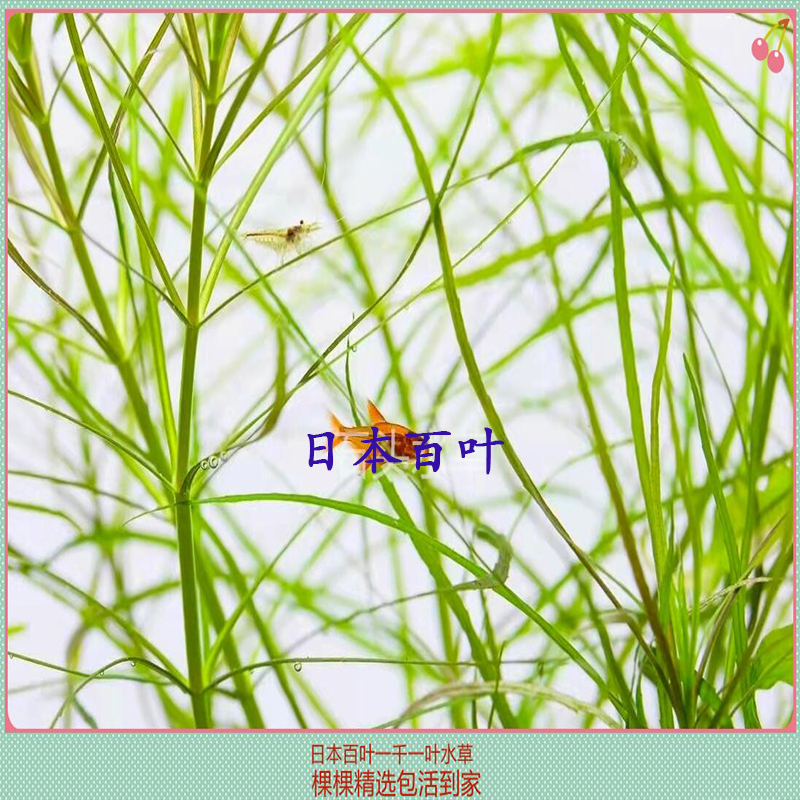 日本百叶水草无需二氧化碳